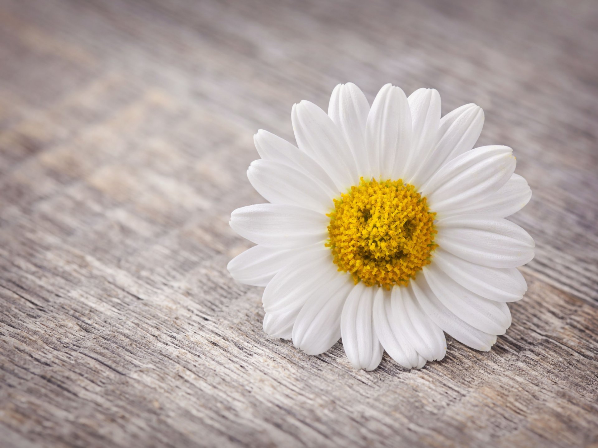 moods flowers flowers chamomile petals smile background widescreen fullscreen widescreen wallpaper