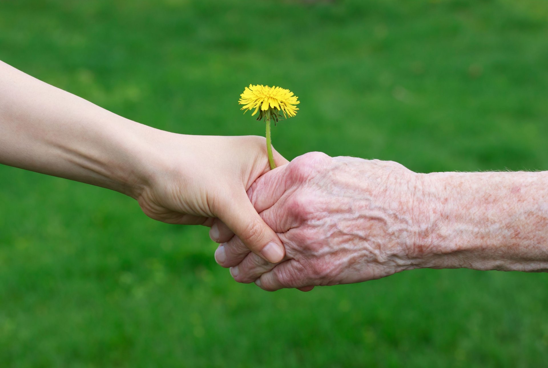 estado de ánimo hombre abuelo niño niños bebé niños niños pequeños manos protección apoyo flores florecita amarillo naturaleza hierba vegetación prado desenfoque fondo papel pintado pantalla ancha pantalla completa pantalla ancha pantalla ancha