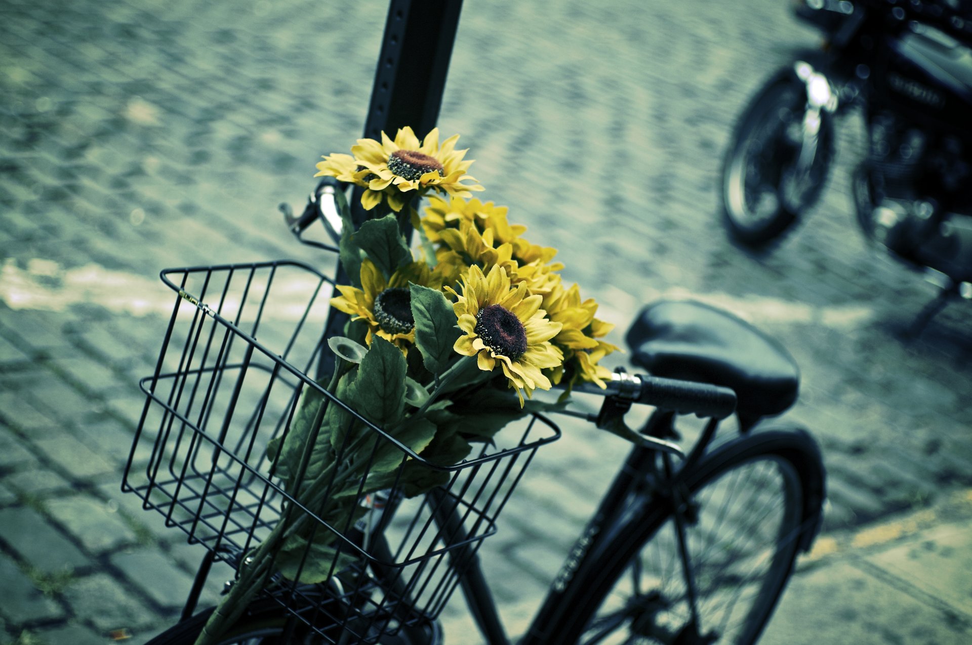 estados de ánimo bicicleta cesta cesta flores florecita florecita girasol amarillo azul contraste hojas desenfoque fondo papel pintado pantalla ancha pantalla completa pantalla ancha pantalla ancha más