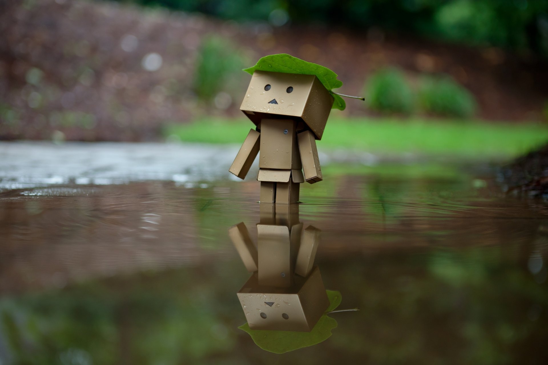 danbo amazon pudełka pudełko woda odbicie liść deszcz