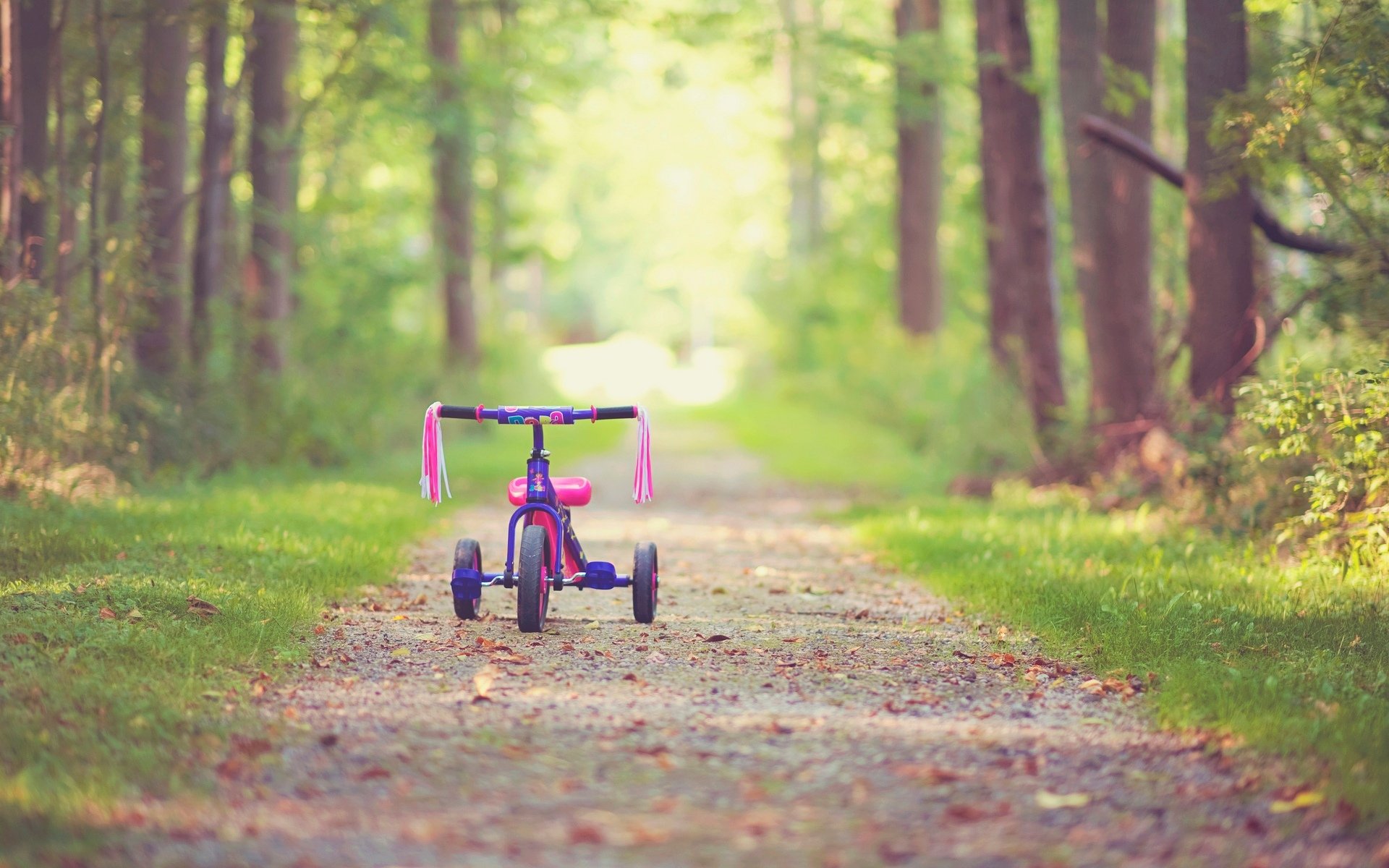 humeur vélo enfant enfance rose arbre arbres feuilles feuilles chemin chemin automne laisser arrière-plan fond d écran écran large plein écran écran large écran large