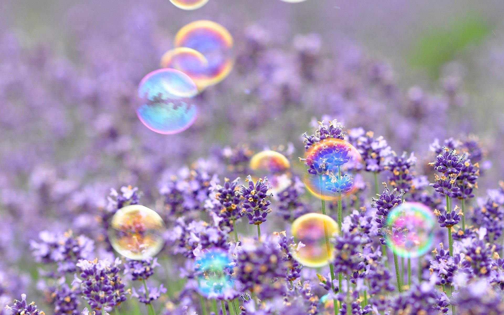 mood bubbles flower flowers purple background wallpaper widescreen full screen hd wallpaper