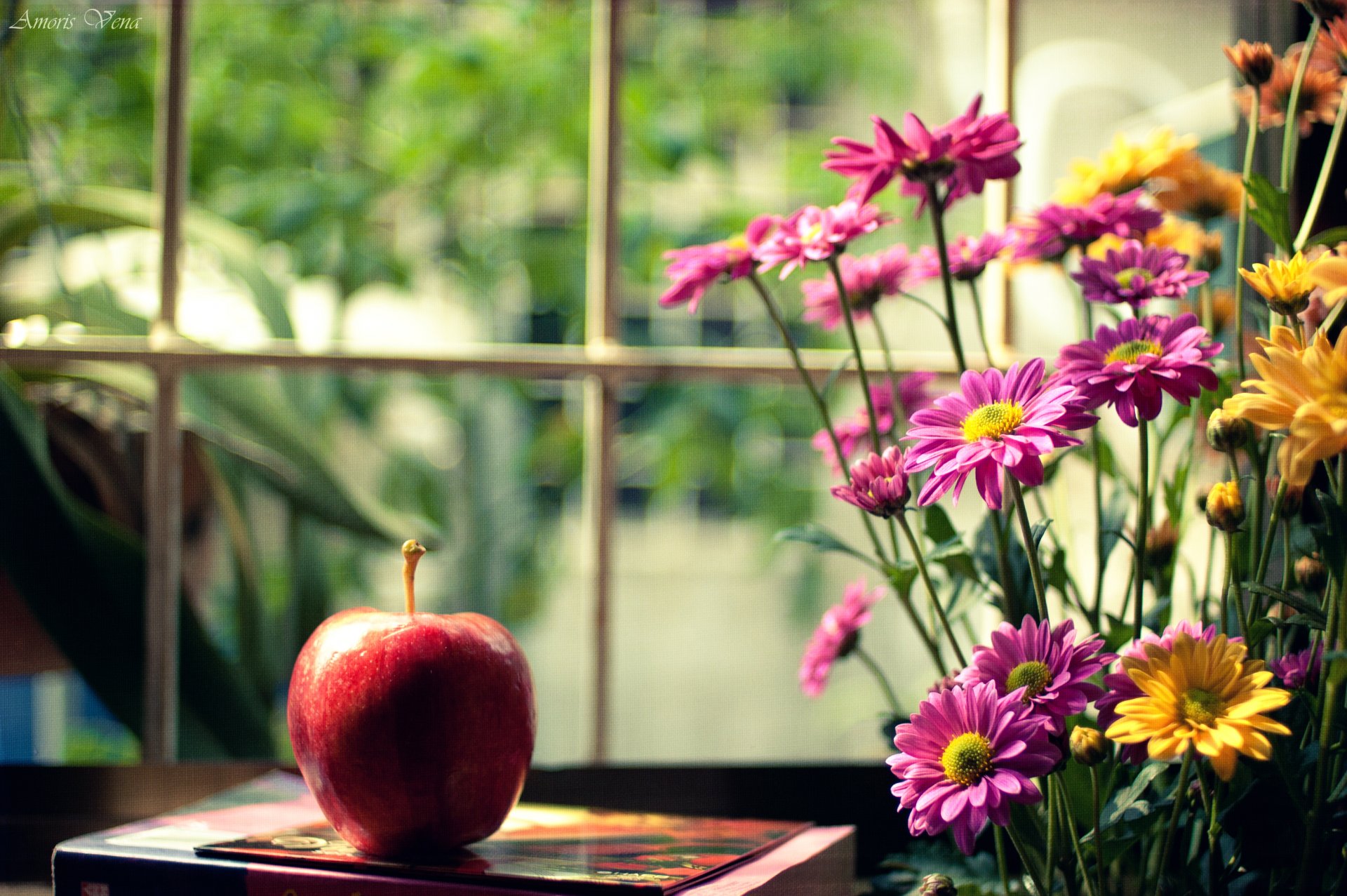 estado de ánimo manzana rojo flores flores rosa amarillo libro ventana desenfoque fondo papel pintado pantalla ancha pantalla completa pantalla ancha pantalla ancha