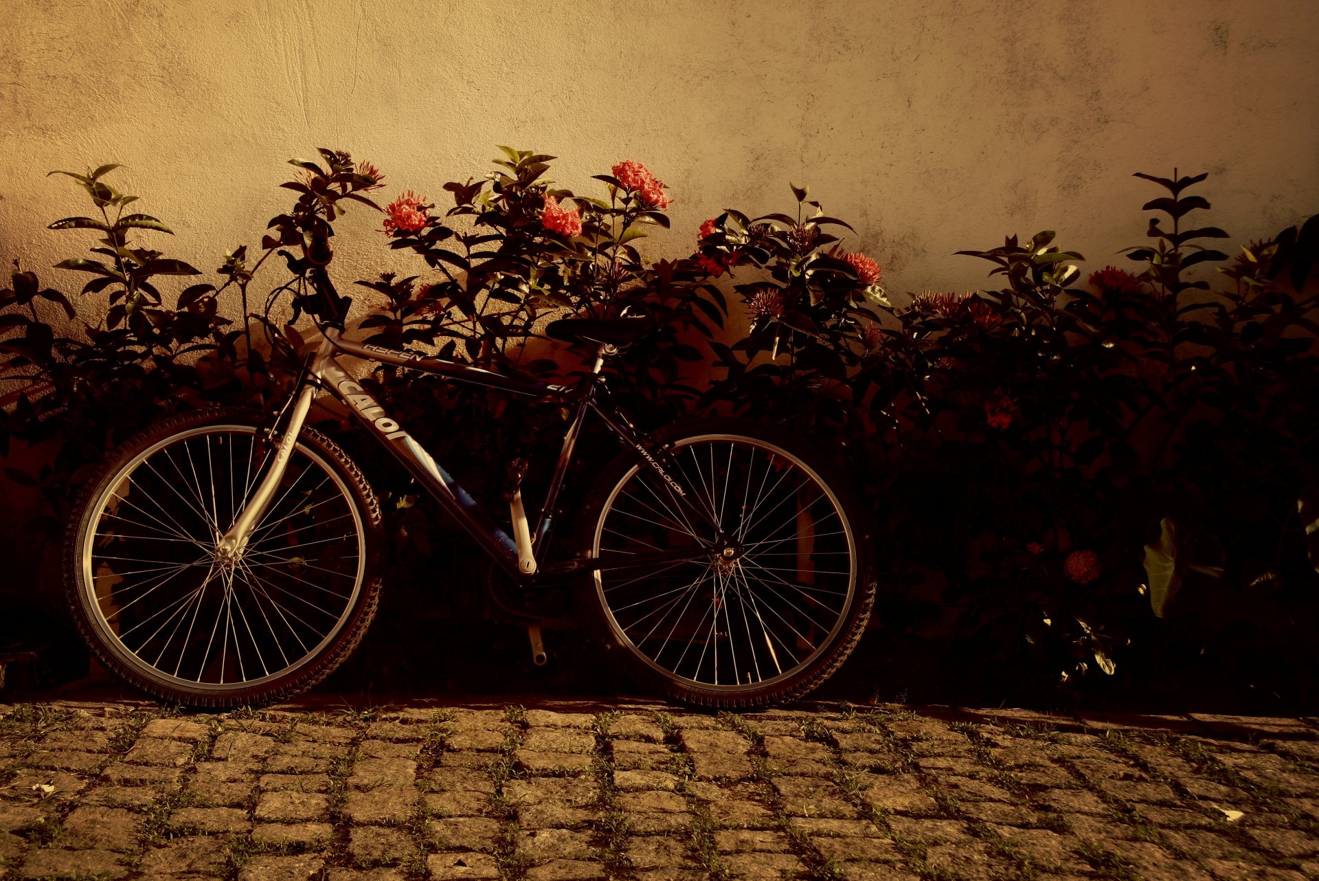 humeur vélo roues fleurs fleurs arrière-plan papier peint écran large plein écran écran large écran large