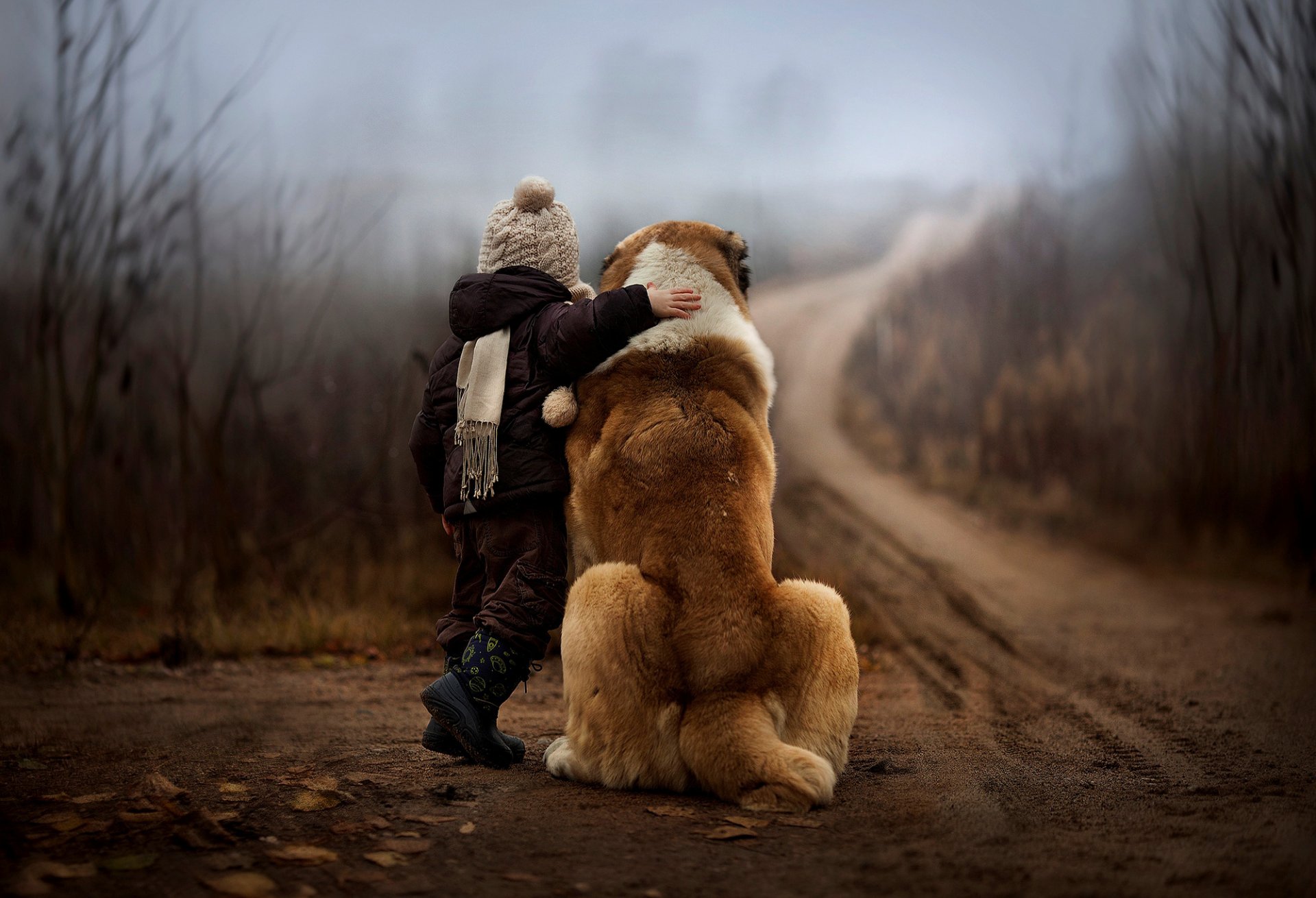 garçon enfant chien automne forêt route nature brouillard