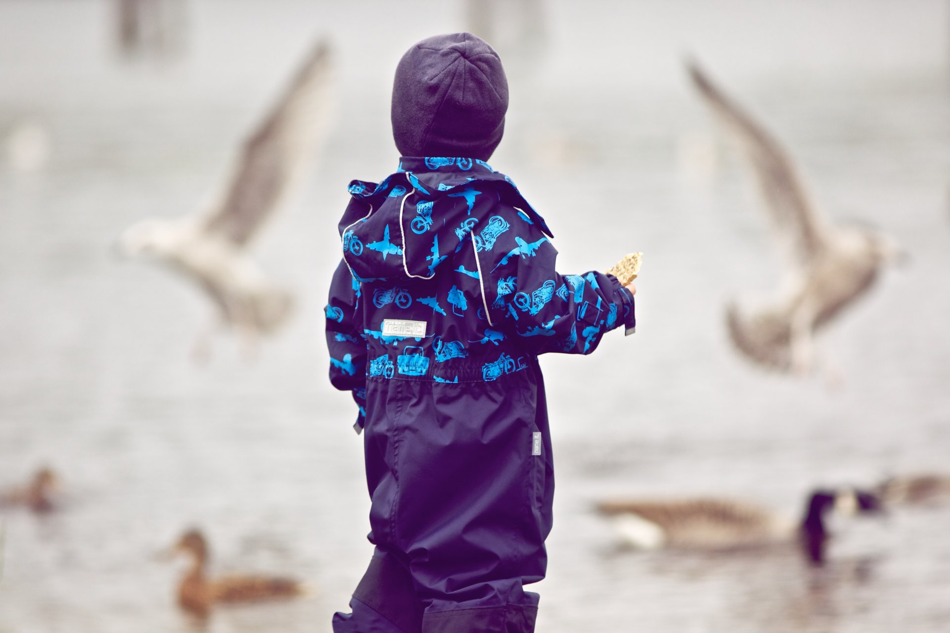 stimmungen kinder junge mütze straße vögel tauben fliegen hintergrund tapete