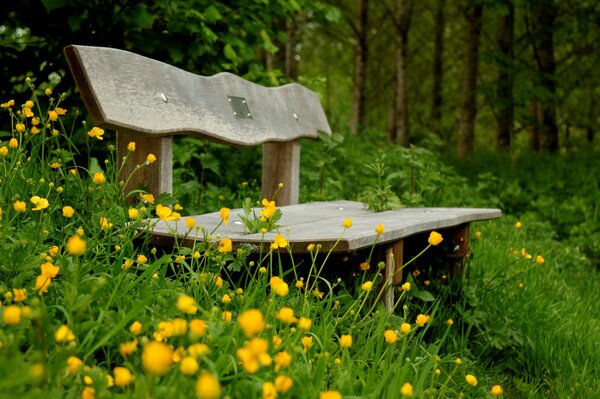 A bench of solitude in a green garden