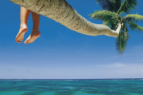 Summer, sky, Sea and palm tree