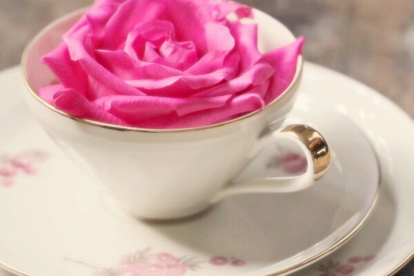 Pink Rose in a cup on a saucer