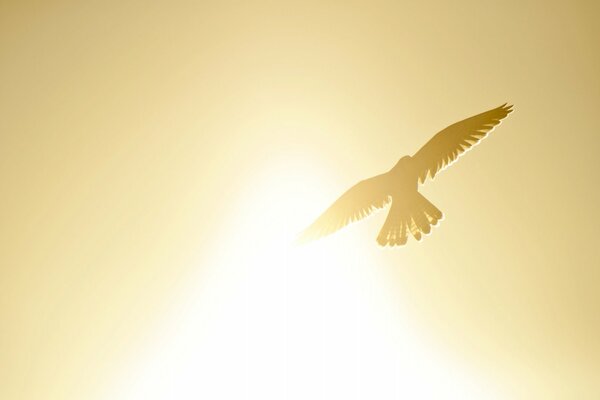 Fliegender Vogel vor dem Hintergrund der hellen Sonne