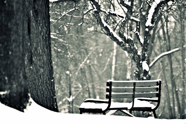 Snow bench, forest, trees, snow