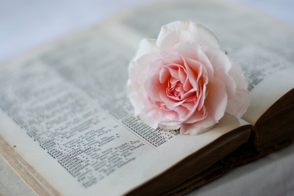 Fleur rose sur la page du dictionnaire