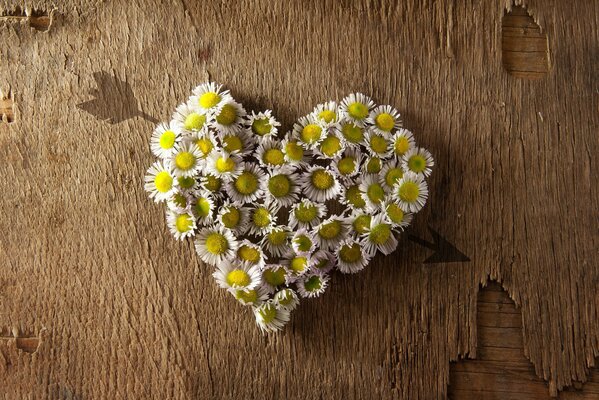 Chamomile heart for mood