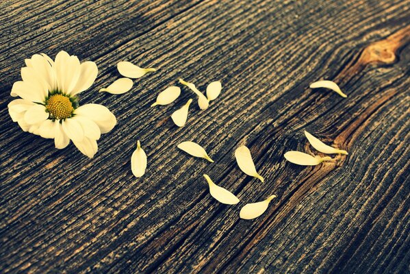 A flower with ragged white petals