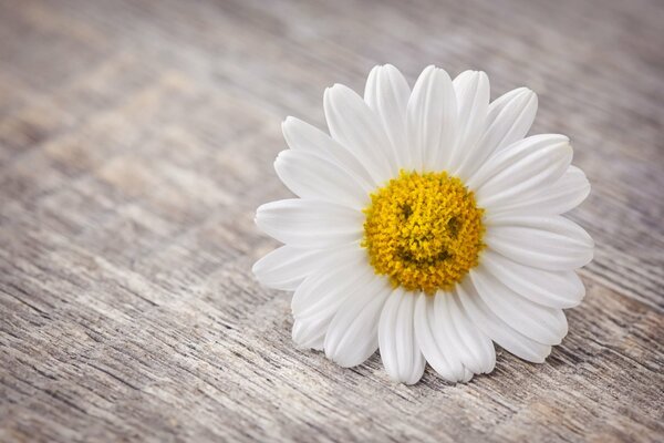 Smiling smiley face on a daisy core