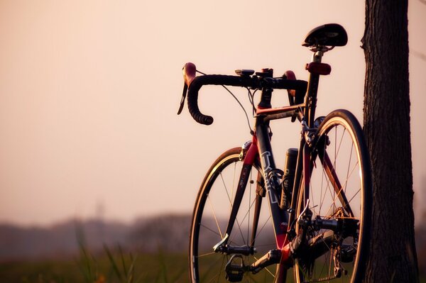 A sports bike was parked against a tree