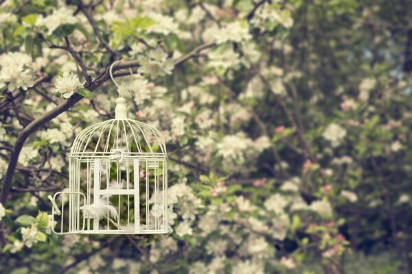 A cage hanging on a flowering tree