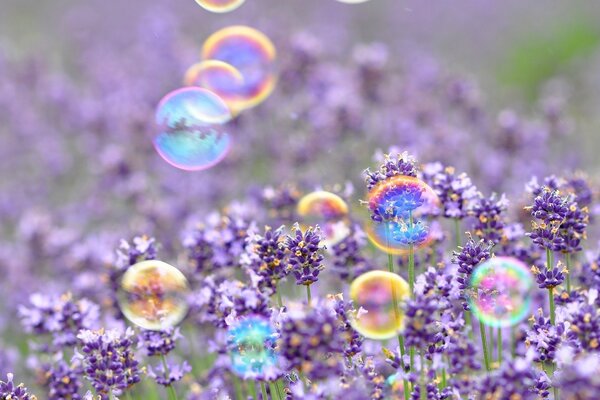 Burbujas de jabón de colores en un campo de lavanda