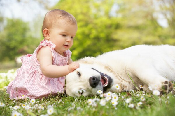 Маленькая девочка гладит белую собаку