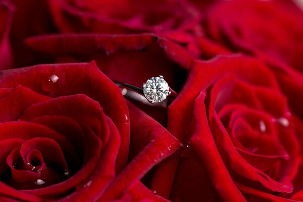 Ring mit Brilliant in roten Rosen