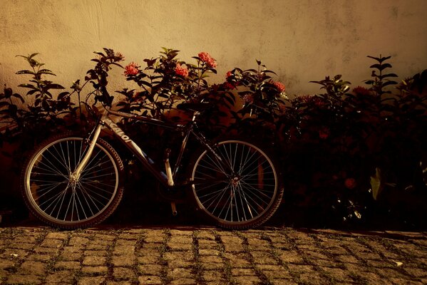 Vélo en couleurs beau fond