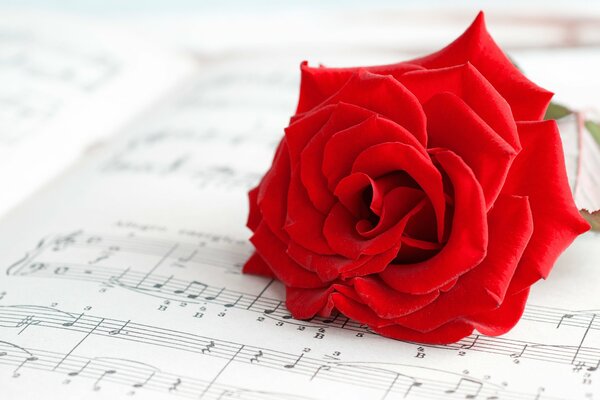 Rose rouge d humeur musicale