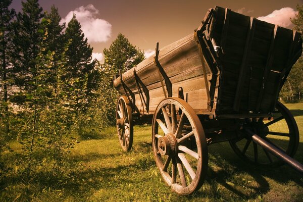 Wagen in einem sauberen Nadelwald