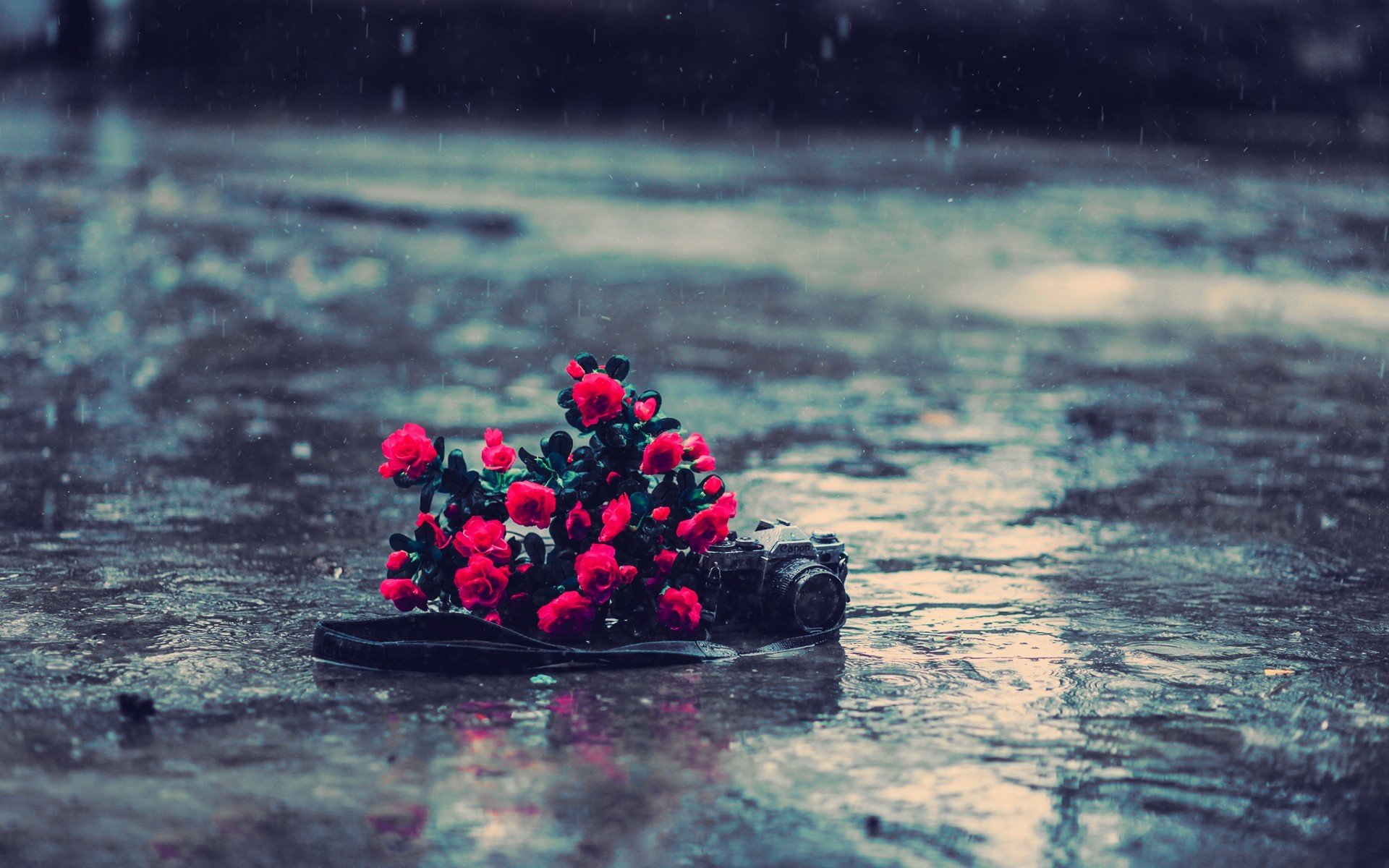 estado de ánimo flores cámara rosas rojo lluvia agua asfalto tierra fondo fondo de pantalla