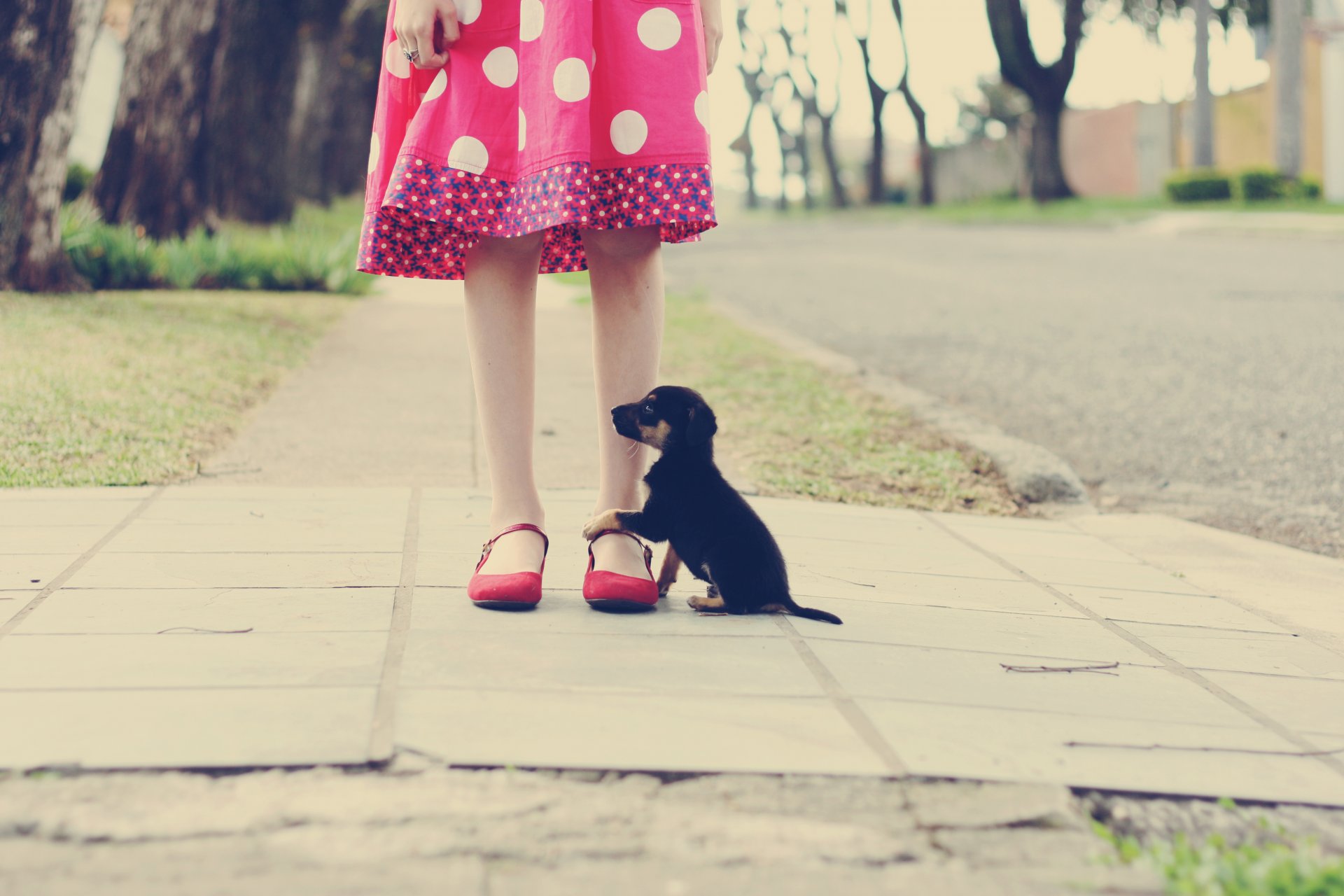 mood girl legs dress pink polka dots dog. doggie ring decoration asphalt road earth trees leaves greenery grass path street background wallpaper chic fullscreen