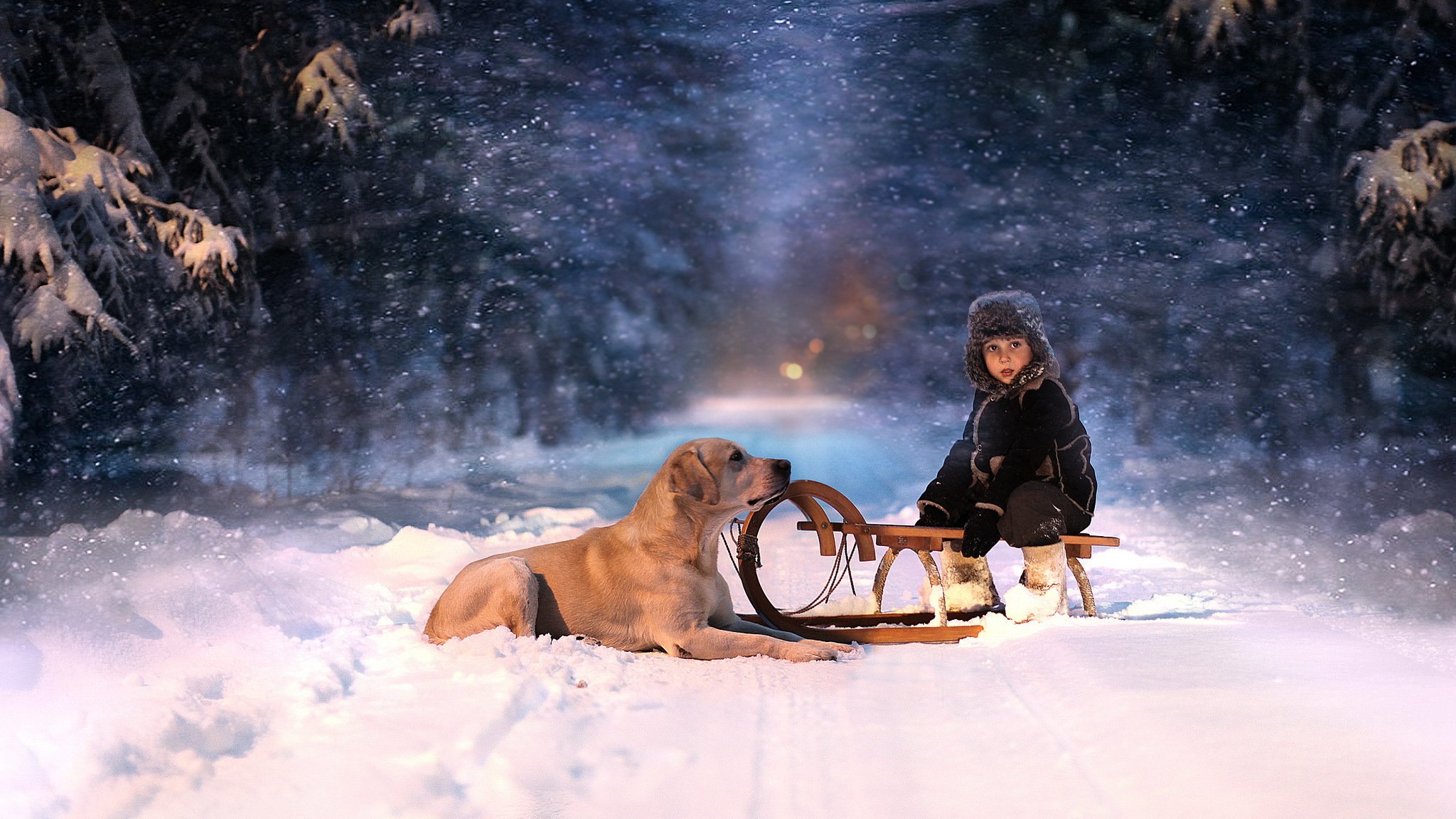 winter schnee nacht schlitten hund kind blick wald