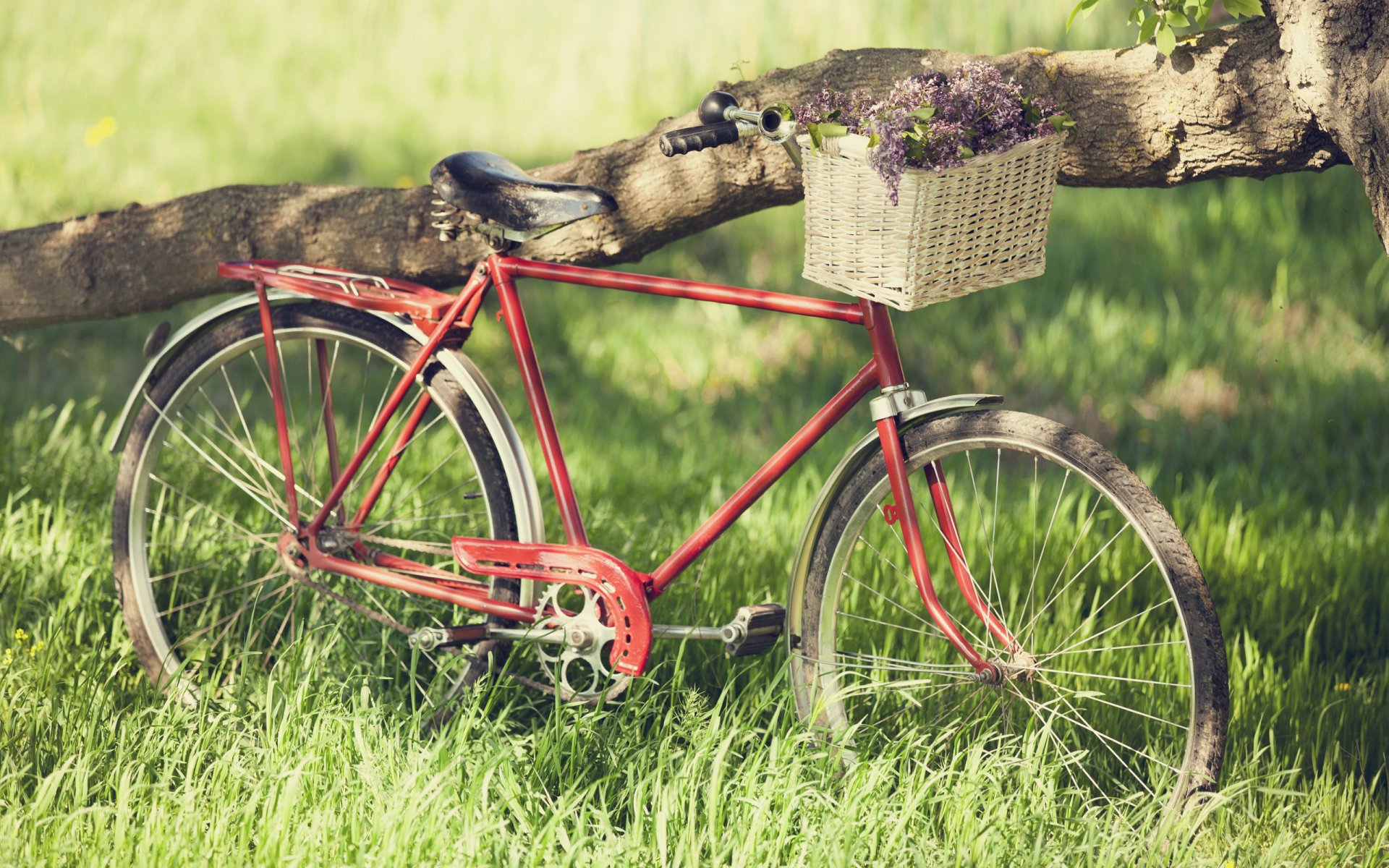 umore grande bici bici ruote raggi erba verde estate primavera gioia vacanze libertà sogno romanticismo passeggiata viaggio picnic fiori rosso albero tronco corteccia telaio bouquet carta da parati bella carta da parati catena pneumatici razze molla molle