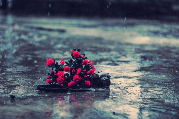 Roses rouges sur l asphalte sous la pluie