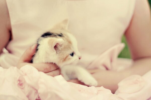 A girl holds a kitten in her hands