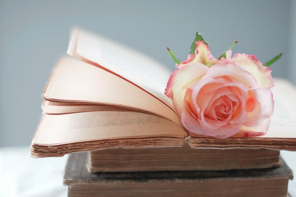 La rosa que yace en un libro descubierto