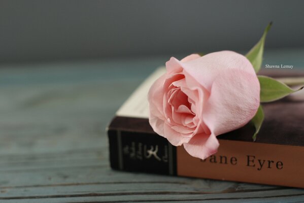 Różowa róża i Pamiętnik Anny