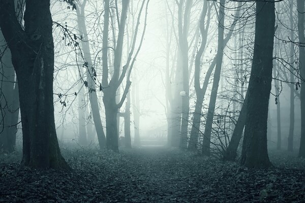 Foresta oscura nebbiosa del mattino