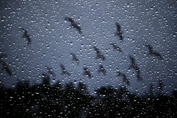 Fenster in Regentropfen. Vor dem Fenster sieht man eine Herde von vorbeifliegenden Vögeln