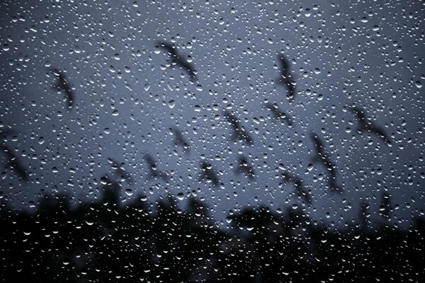 The window is covered with raindrops. A flock of flying birds can be seen outside the window