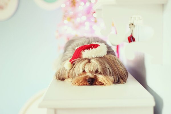 Cute fluffy in a New Year s hat