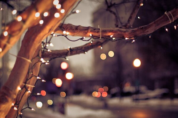 Luces en el árbol por la noche