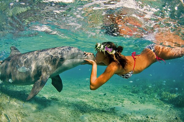 Close contact with a sea dolphin