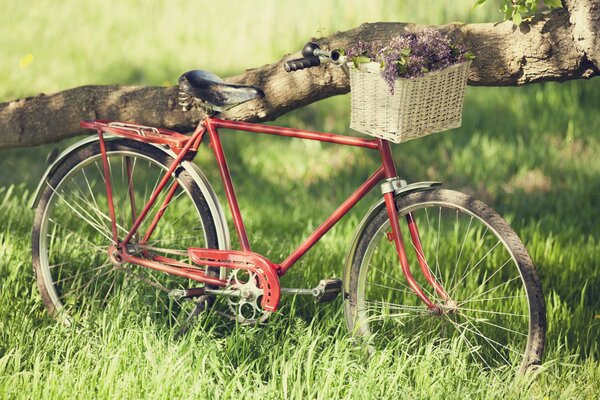 Bicicletta con cesto lilla