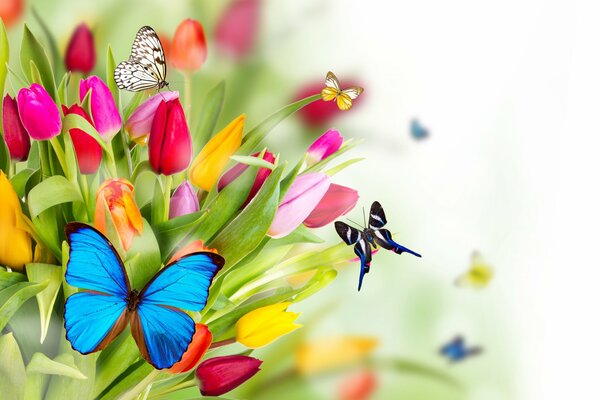 Schmetterlinge fliegen über einen Tulpenstrauß