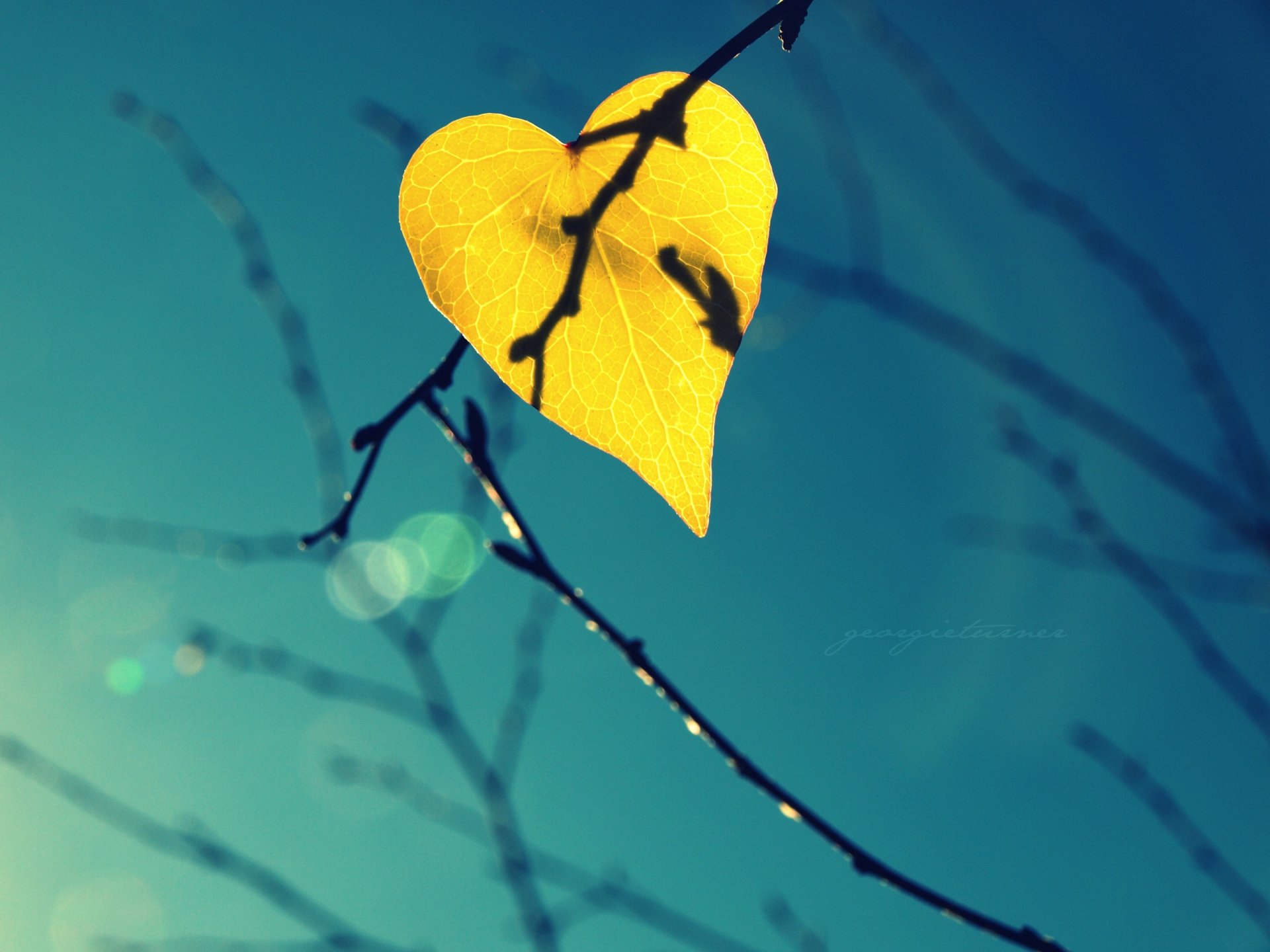 blatt blatt zweige himmel licht schatten bokeh