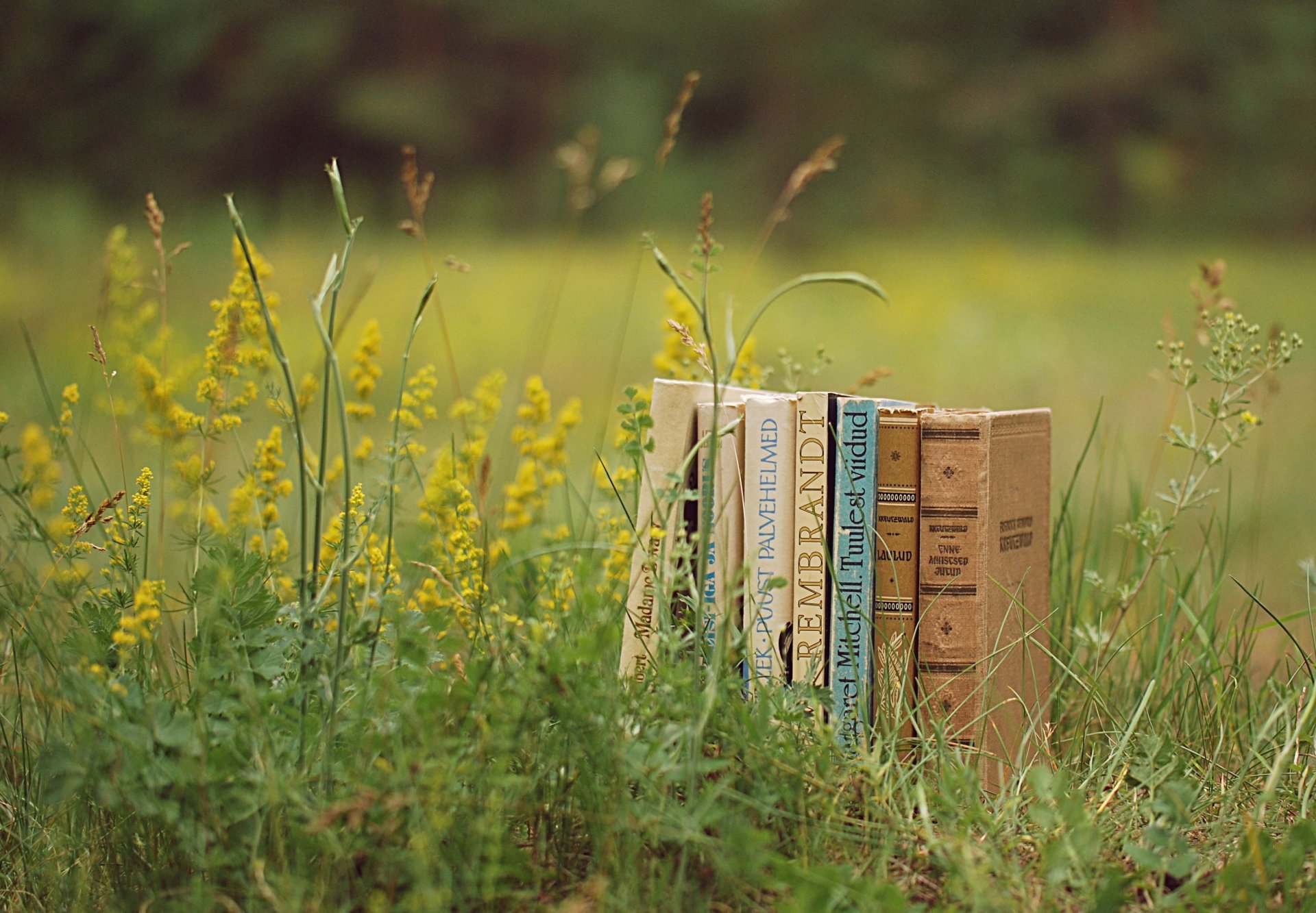 bücher lichtung gras grün pflanzen sommer natur lesen stimmung