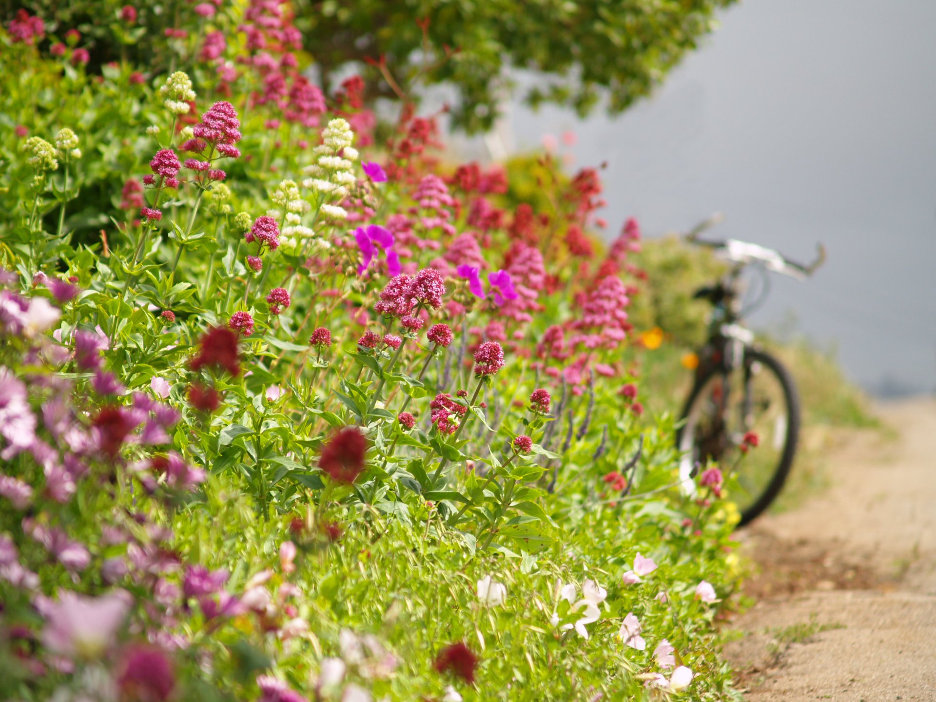 ummer road shoulder flower bike