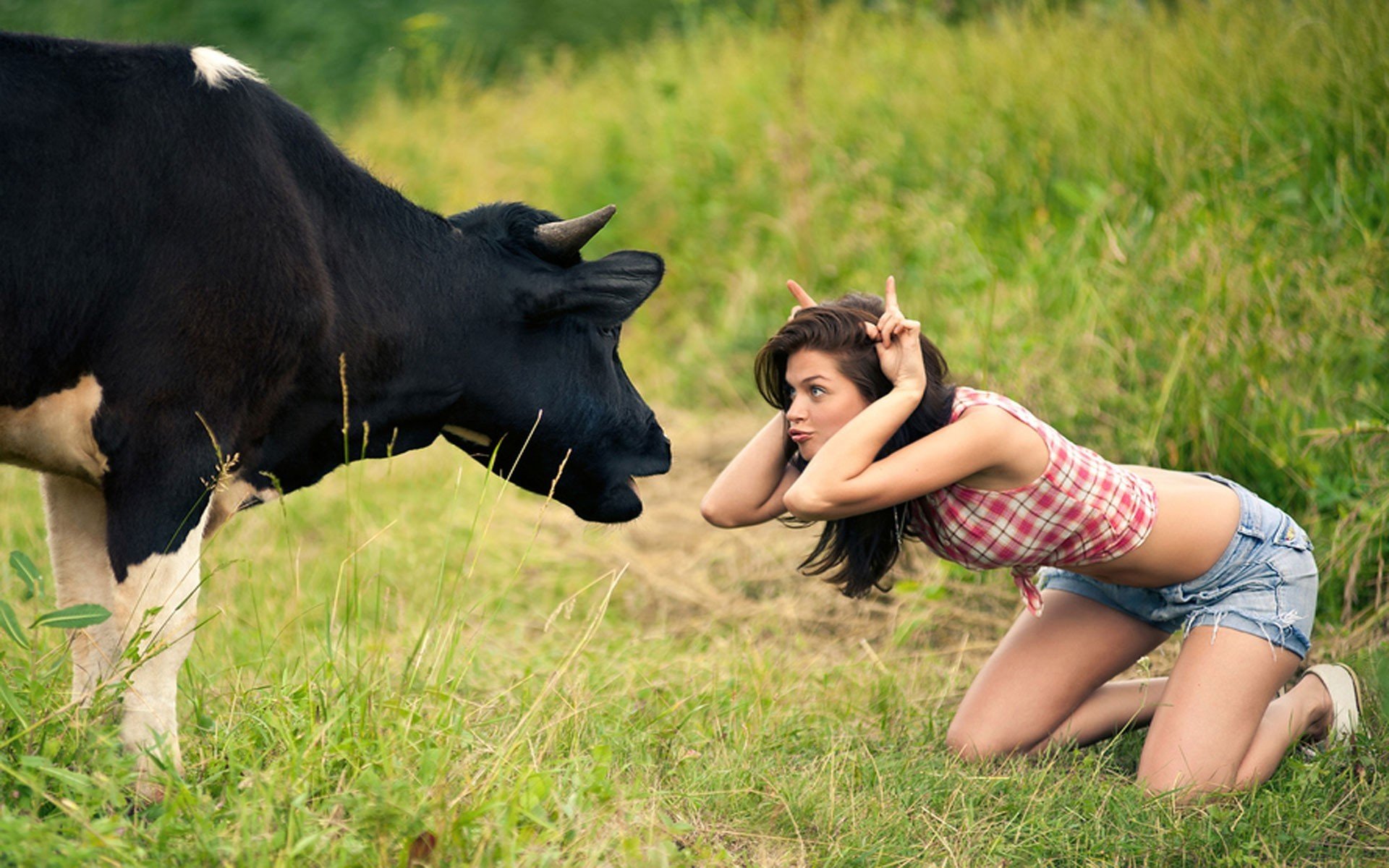 mucca ragazza prato stupidità