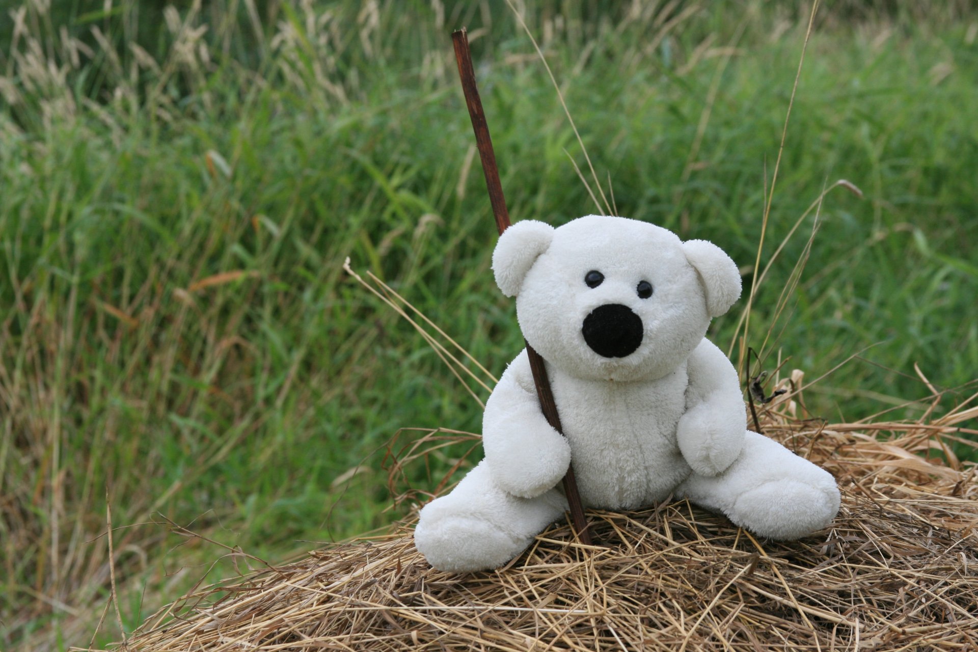 stimmung teddybär weiß spielzeug zu fuß gras heu