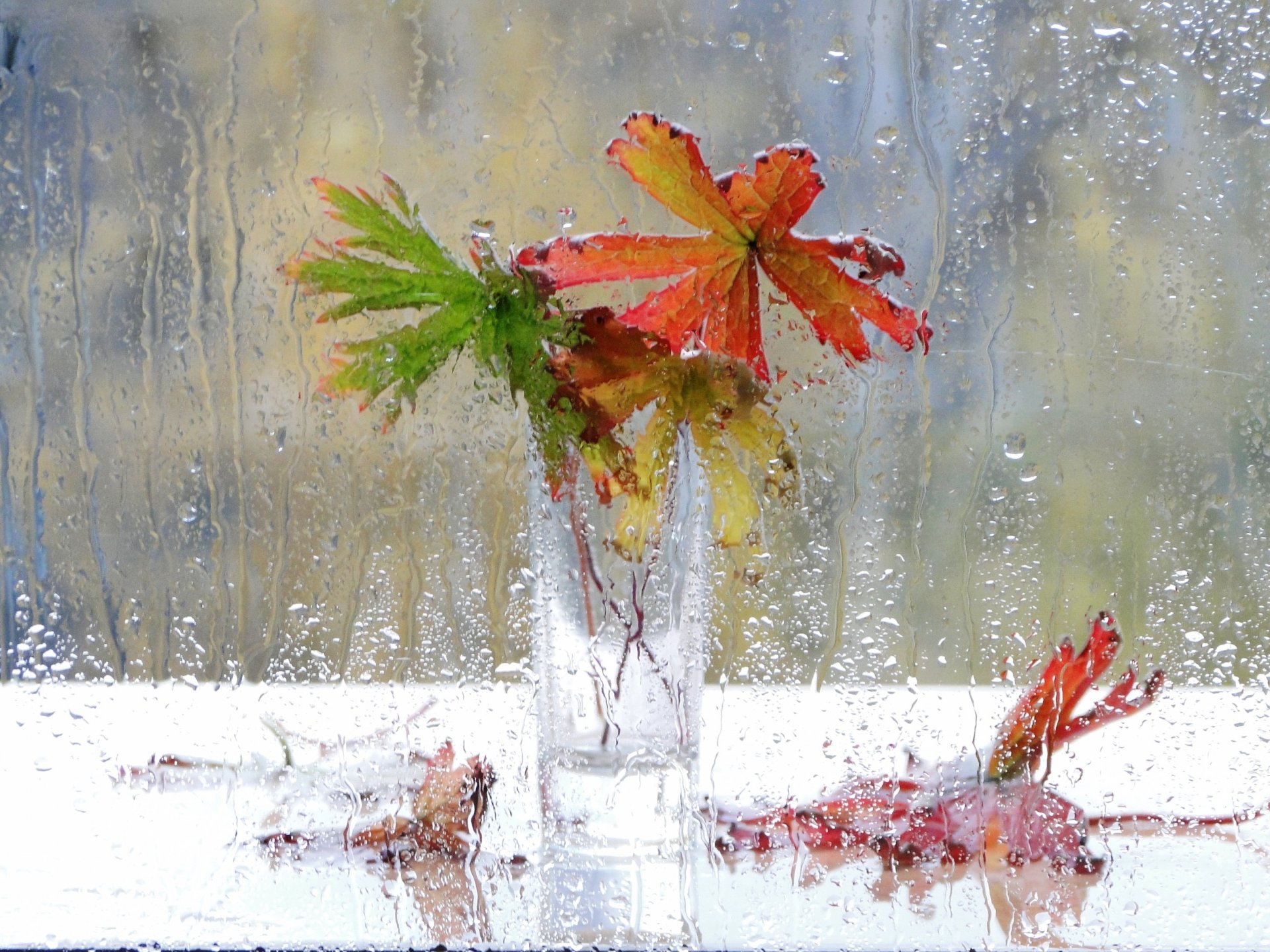 naturaleza muerta ventana lluvia gotas flores florero