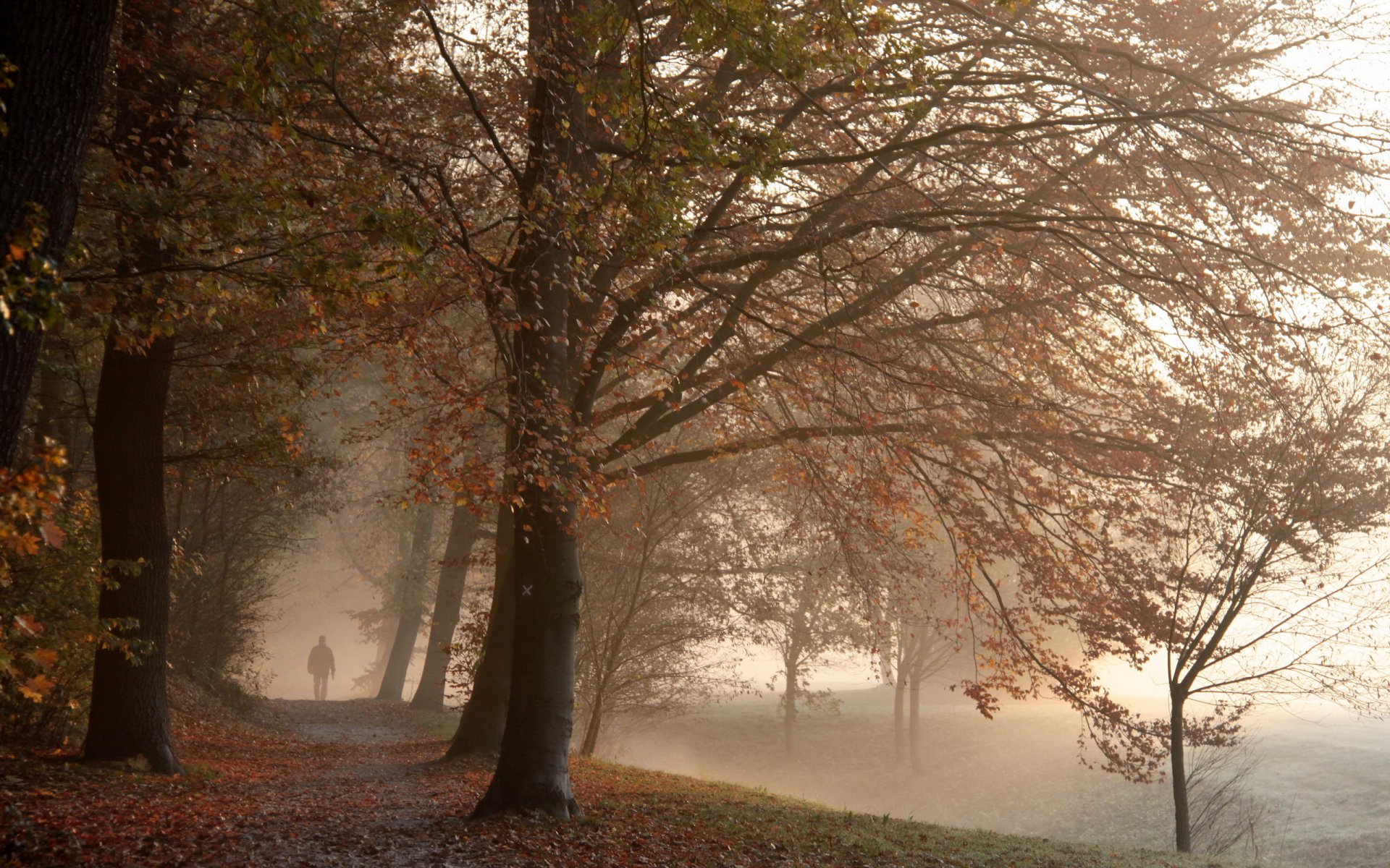 park nebel herbst